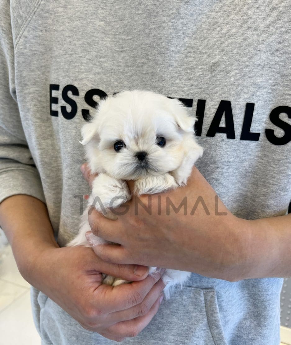 Maltese puppy for sale, dog for sale at Tagnimal