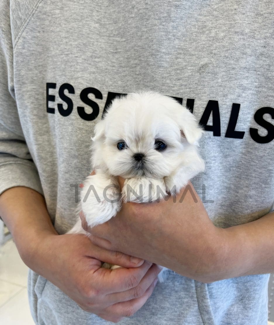 Maltese puppy for sale, dog for sale at Tagnimal