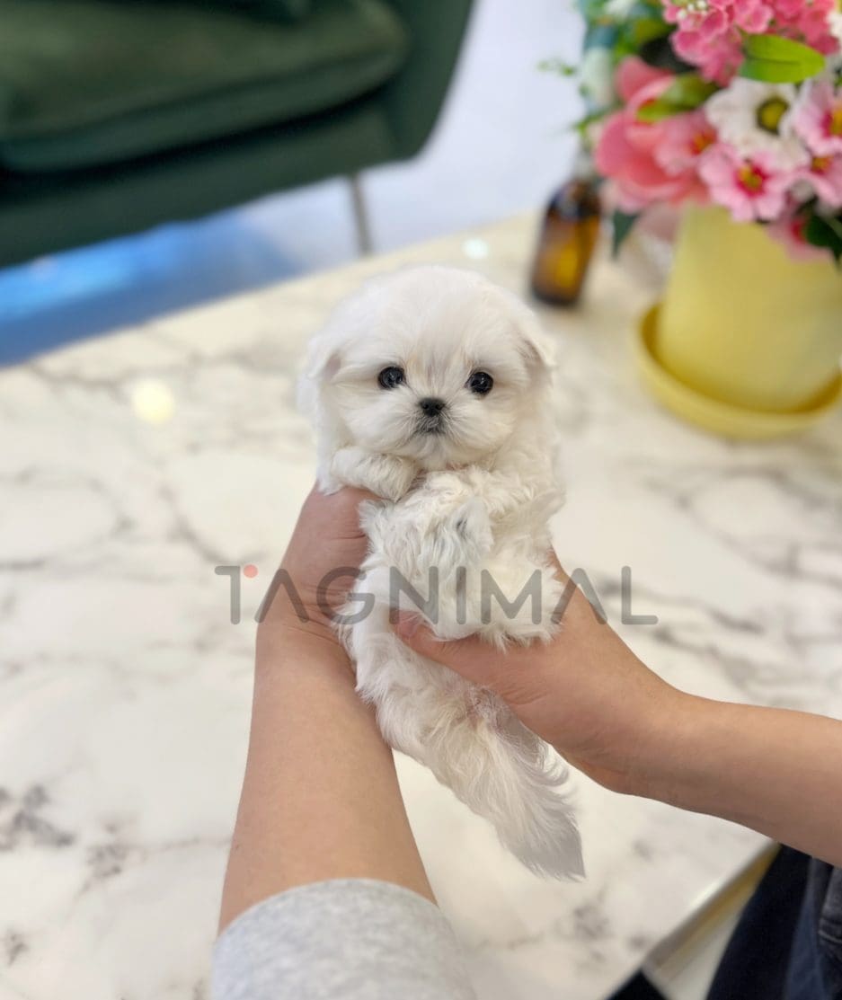 Maltese puppy for sale, dog for sale at Tagnimal