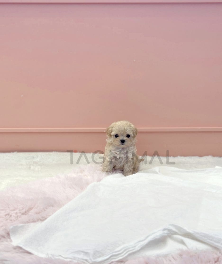 Maltipoo puppy for sale, dog for sale at Tagnimal