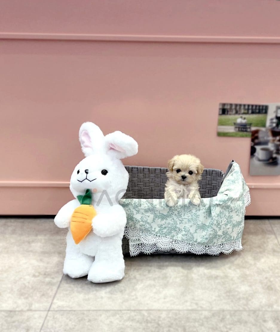 Maltipoo puppy for sale, dog for sale at Tagnimal