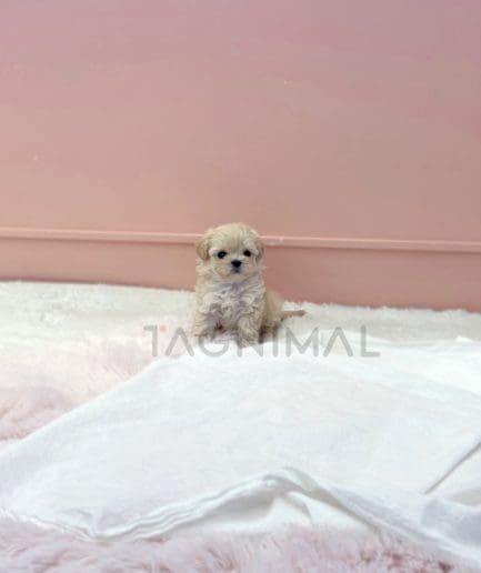 Maltipoo puppy for sale, dog for sale at Tagnimal