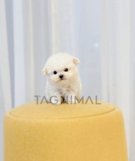 Bichon puppy for sale, dog for sale at Tagnimal