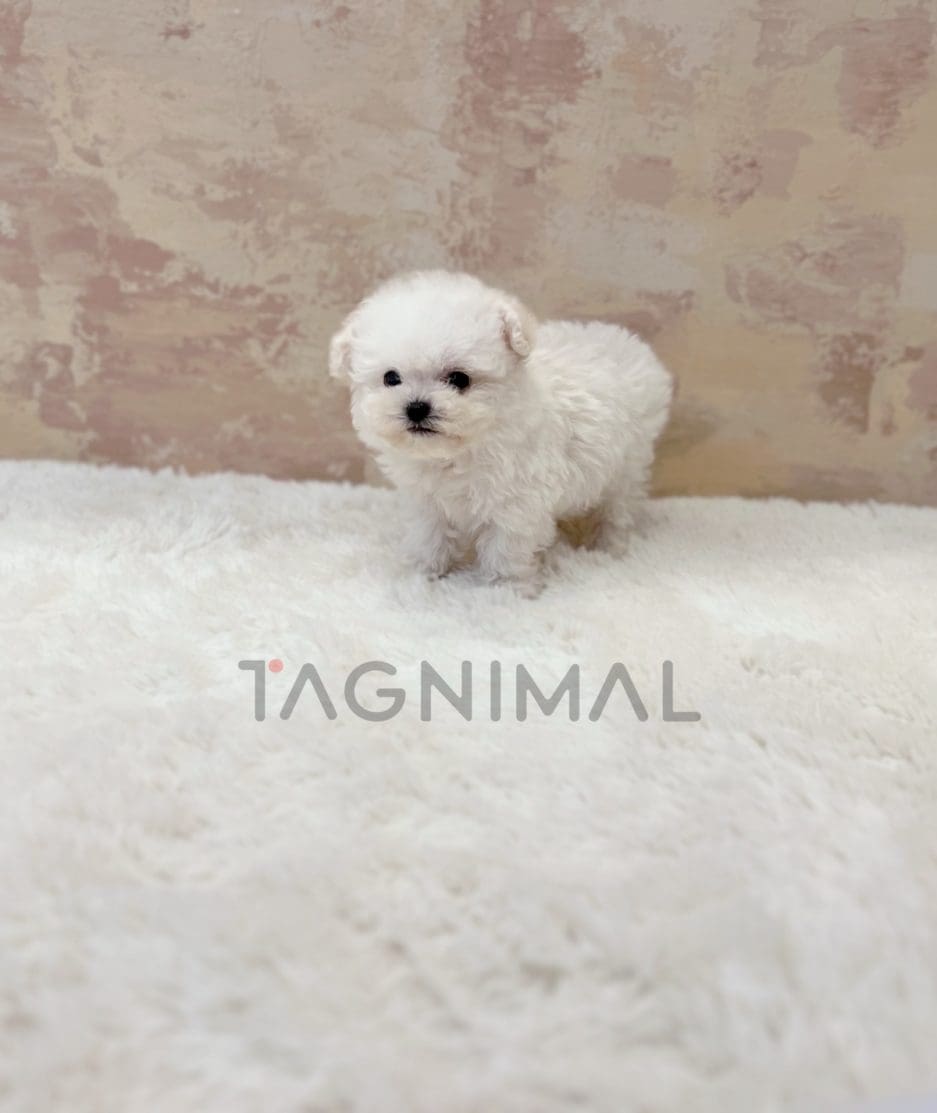 Bichon puppy for sale, dog for sale at Tagnimal