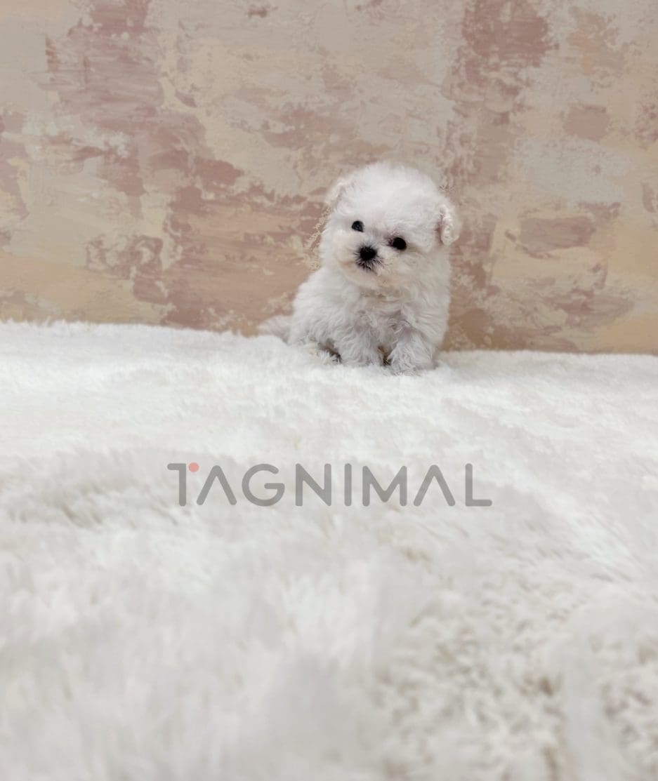 Bichon puppy for sale, dog for sale at Tagnimal