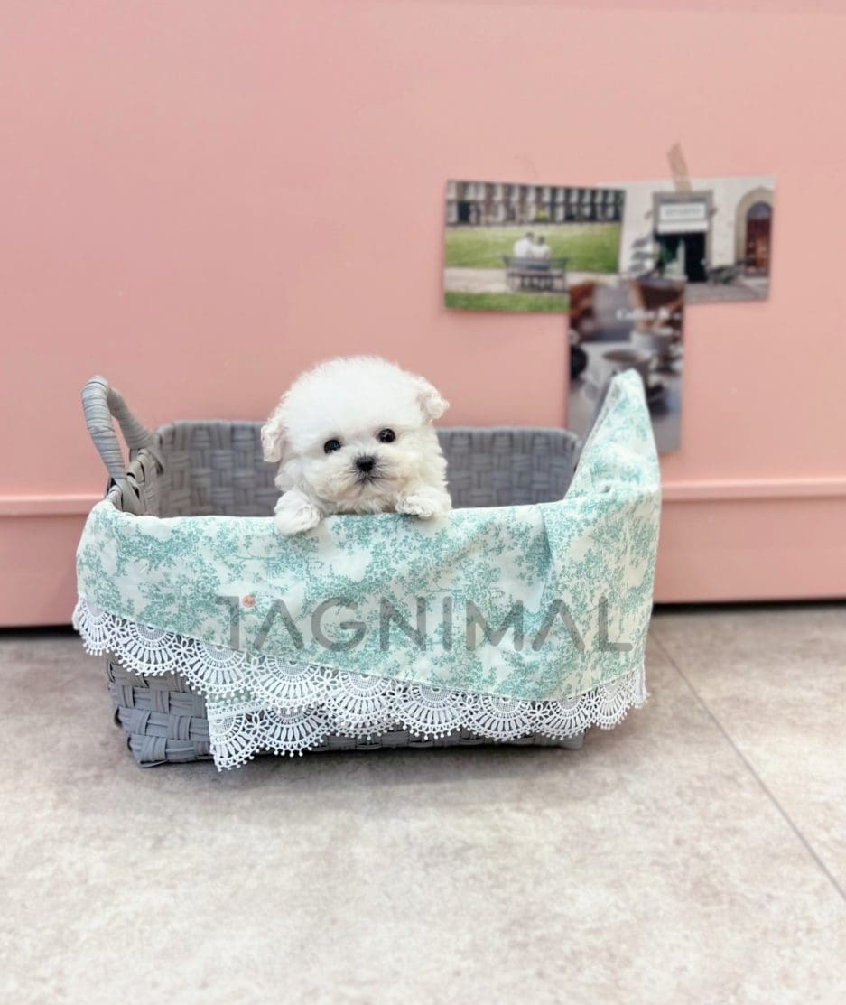 Bichon puppy for sale, dog for sale at Tagnimal