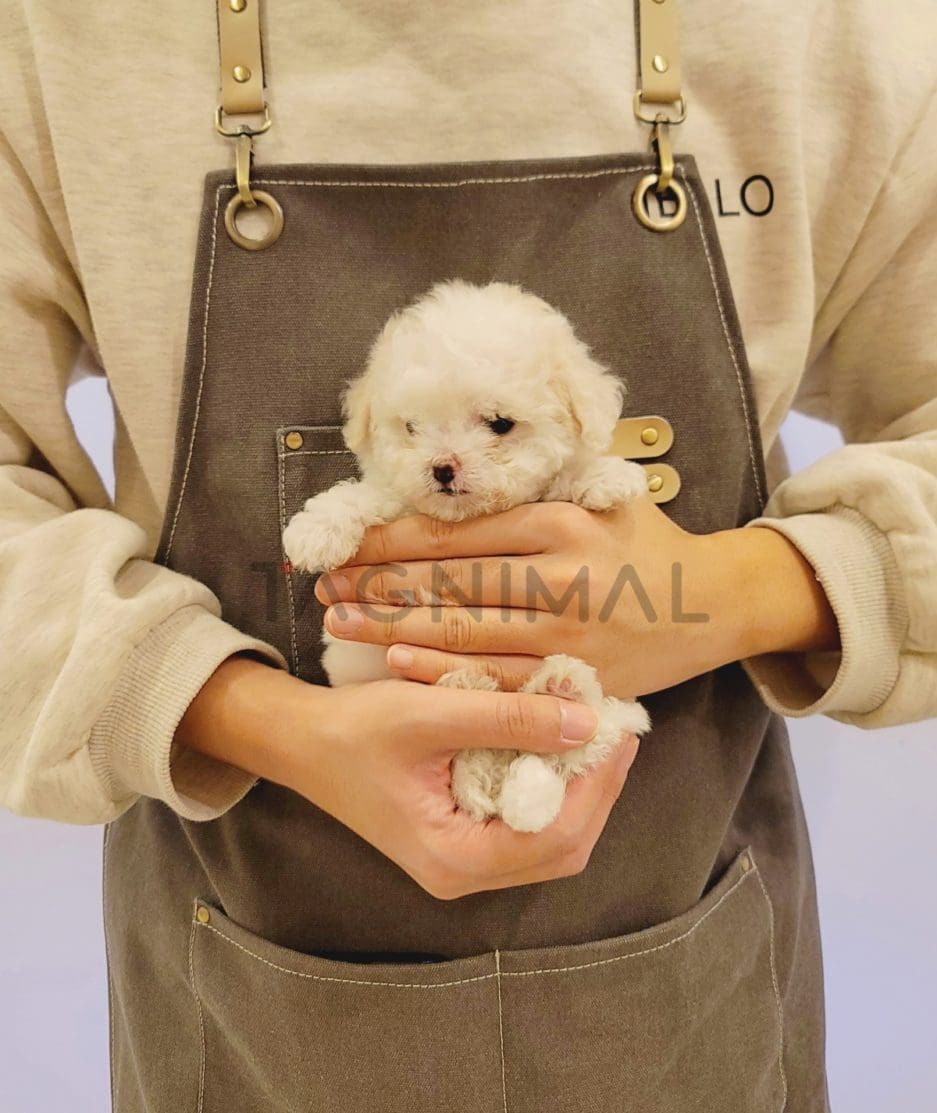 Bichon puppy for sale, dog for sale at Tagnimal