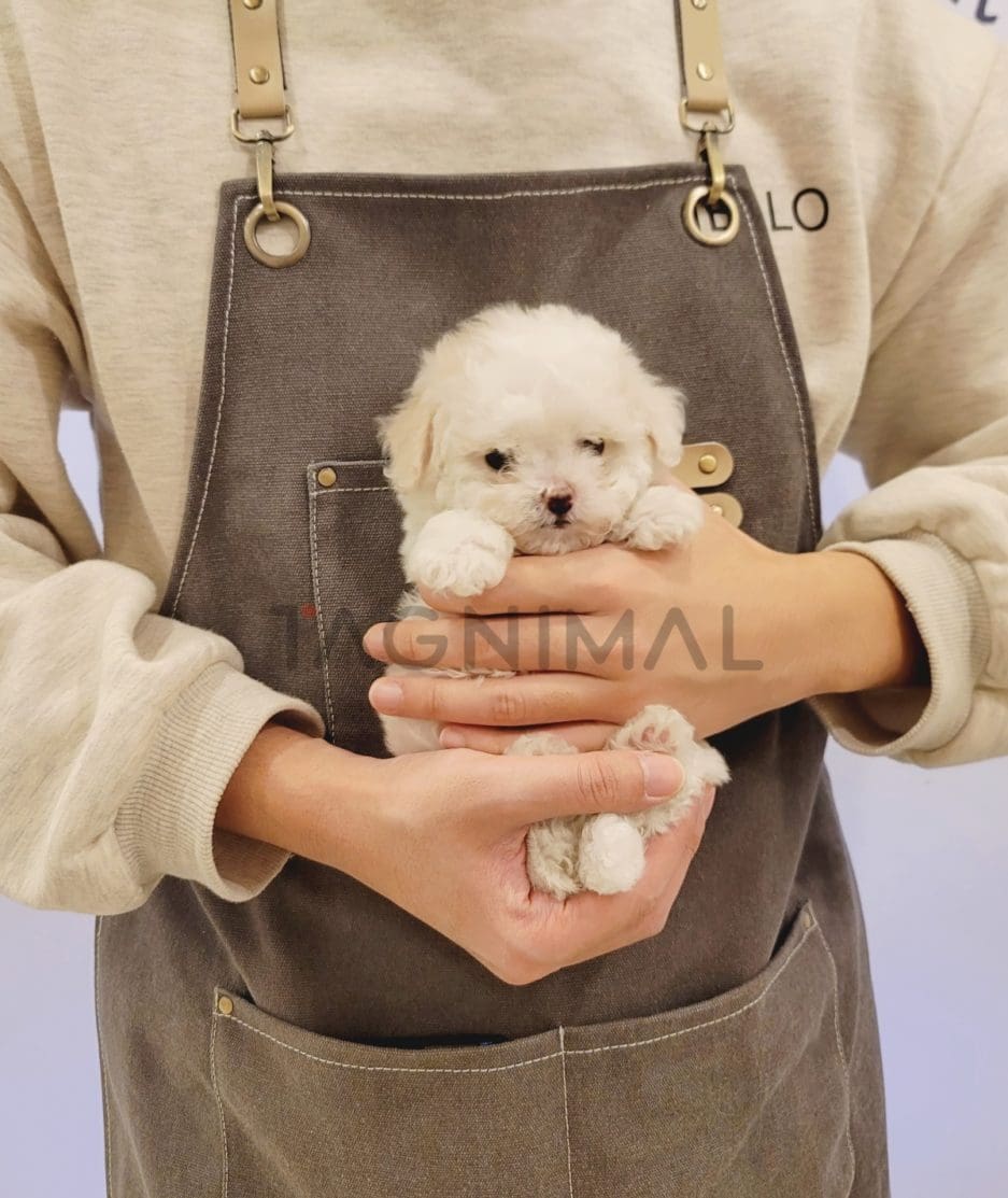 Bichon puppy for sale, dog for sale at Tagnimal