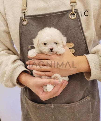 Bichon puppy for sale, dog for sale at Tagnimal