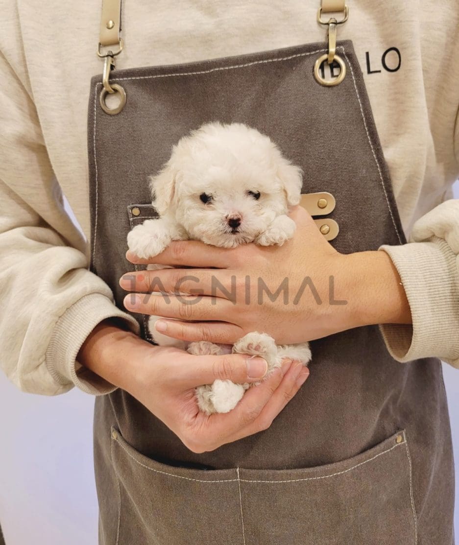 Bichon puppy for sale, dog for sale at Tagnimal