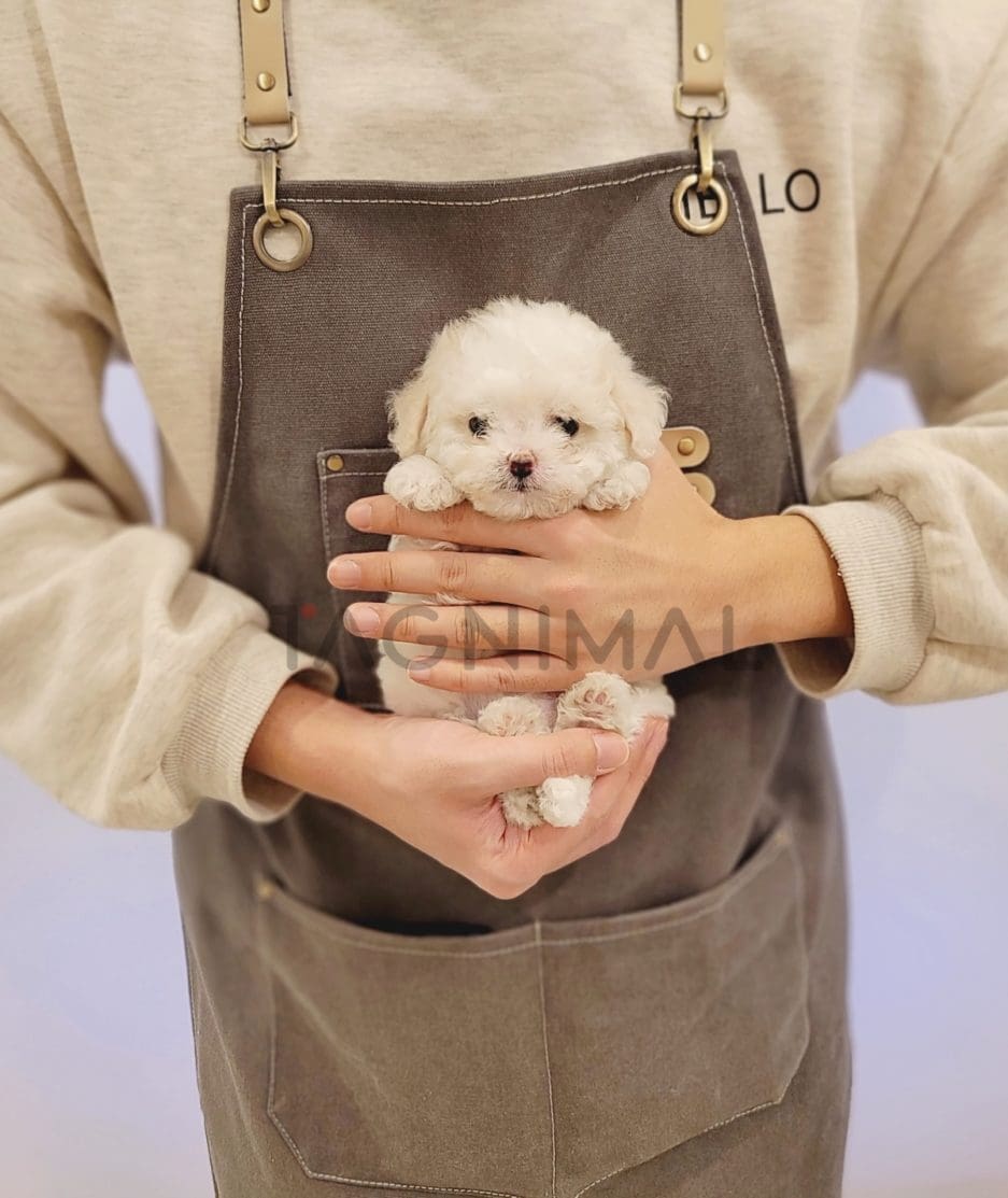 Bichon puppy for sale, dog for sale at Tagnimal