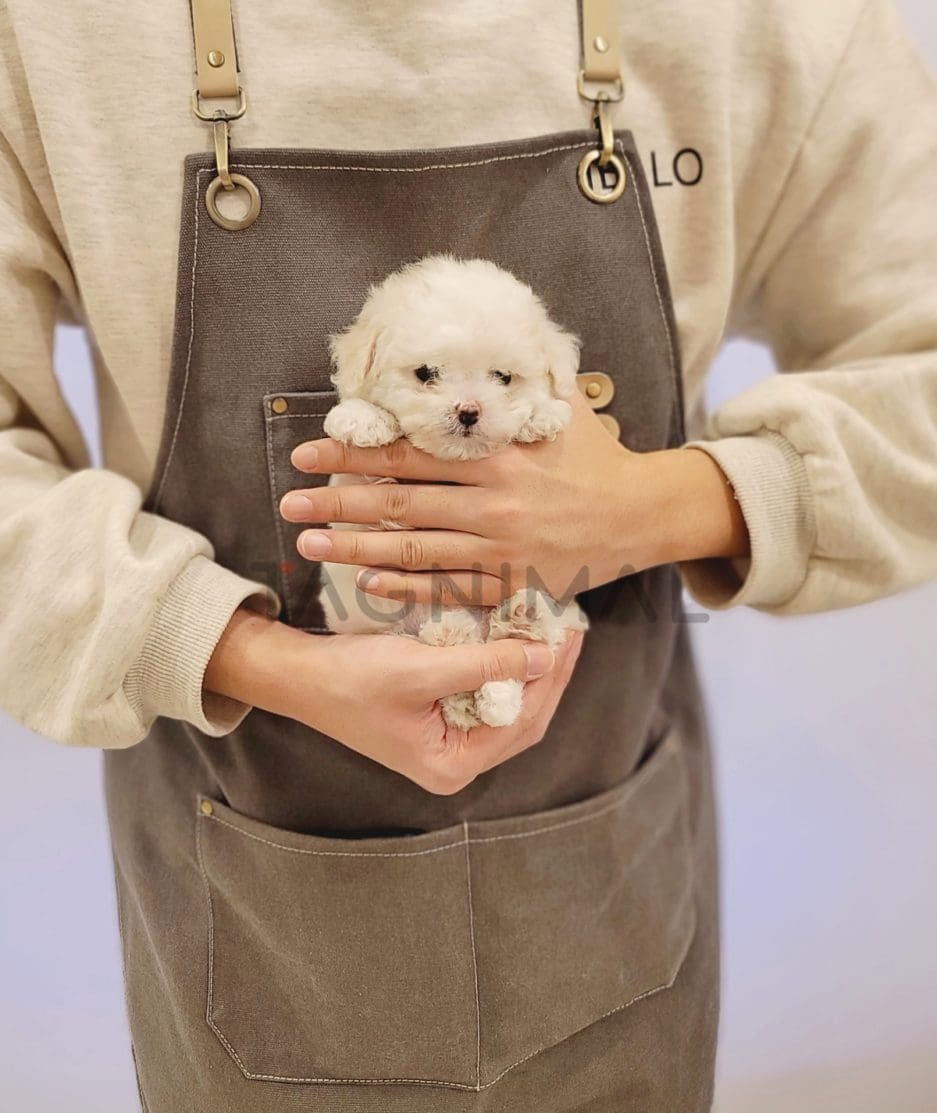 Bichon puppy for sale, dog for sale at Tagnimal