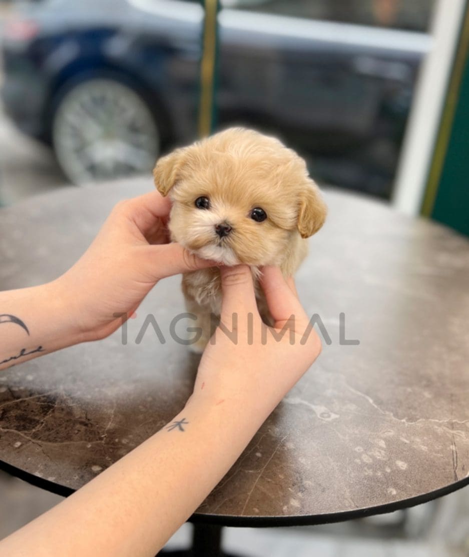 Maltipoo puppy for sale, dog for sale at Tagnimal