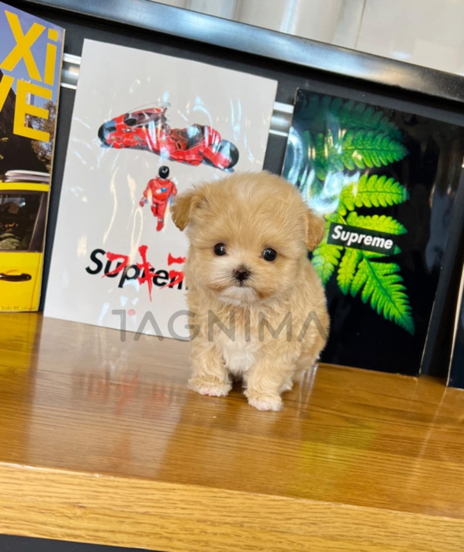 Maltipoo puppy for sale, dog for sale at Tagnimal