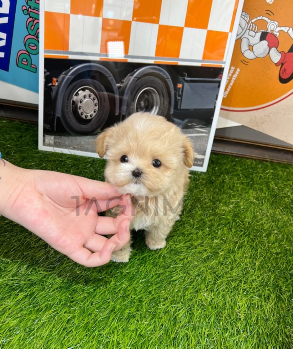 Maltipoo puppy for sale, dog for sale at Tagnimal