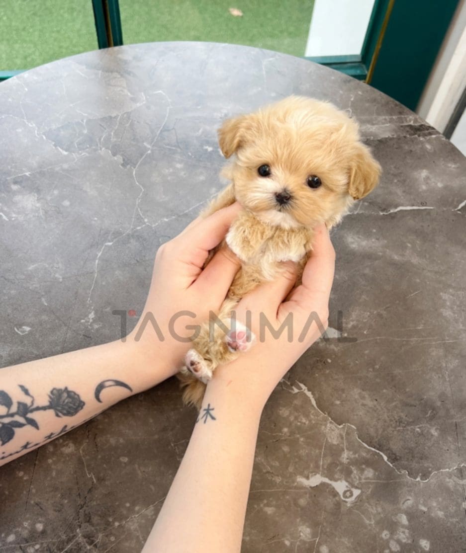 Maltipoo puppy for sale, dog for sale at Tagnimal