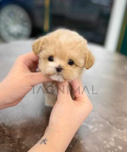 Maltipoo puppy for sale, dog for sale at Tagnimal