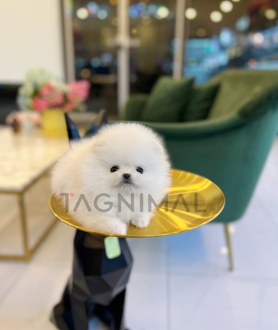 Pomeranian puppy for sale, dog for sale at Tagnimal