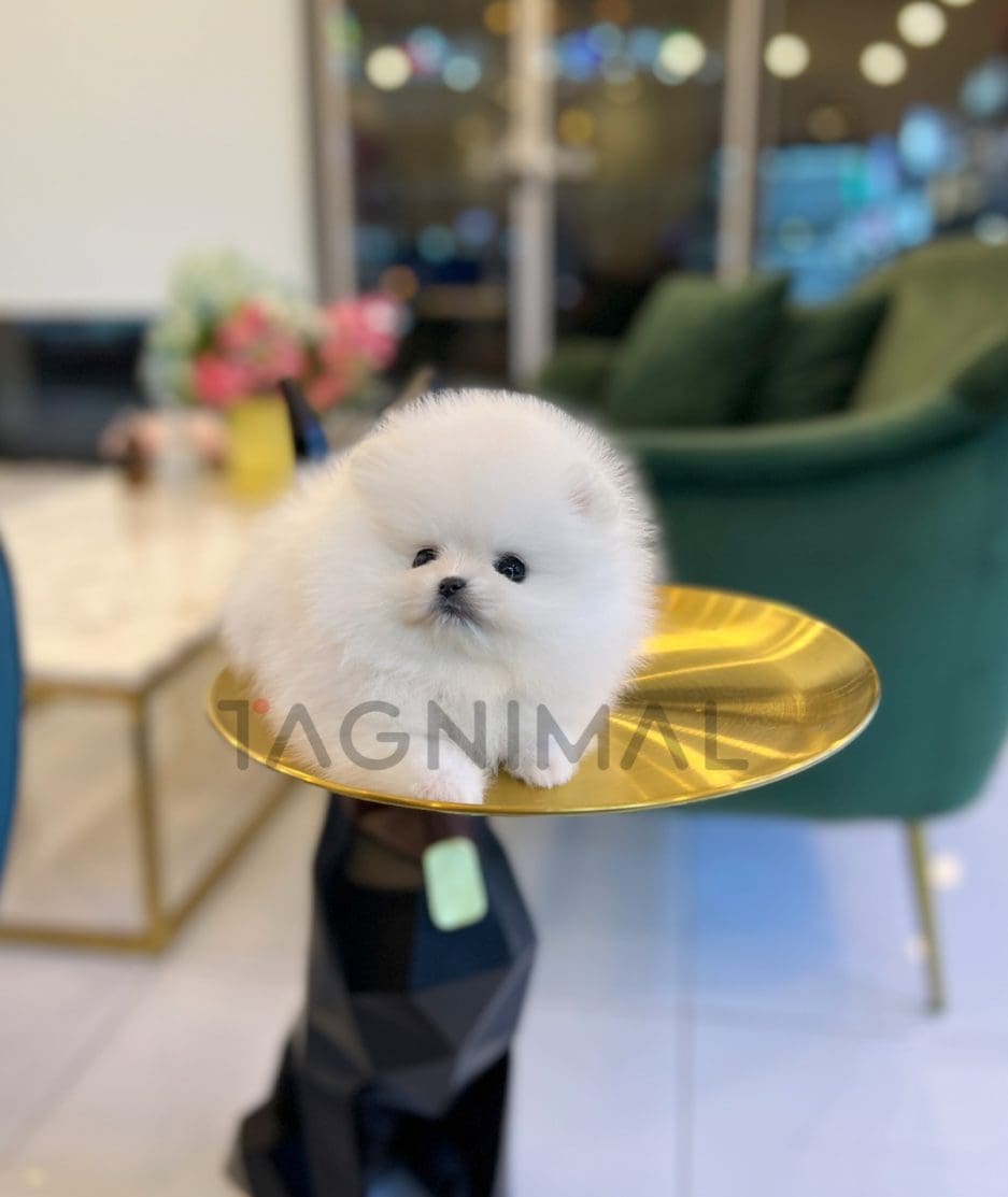 Pomeranian puppy for sale, dog for sale at Tagnimal