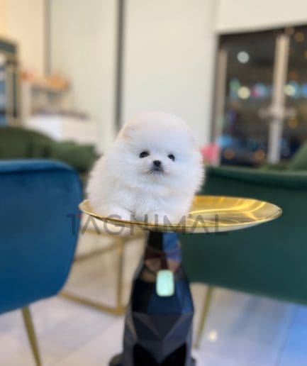 Pomeranian puppy for sale, dog for sale at Tagnimal