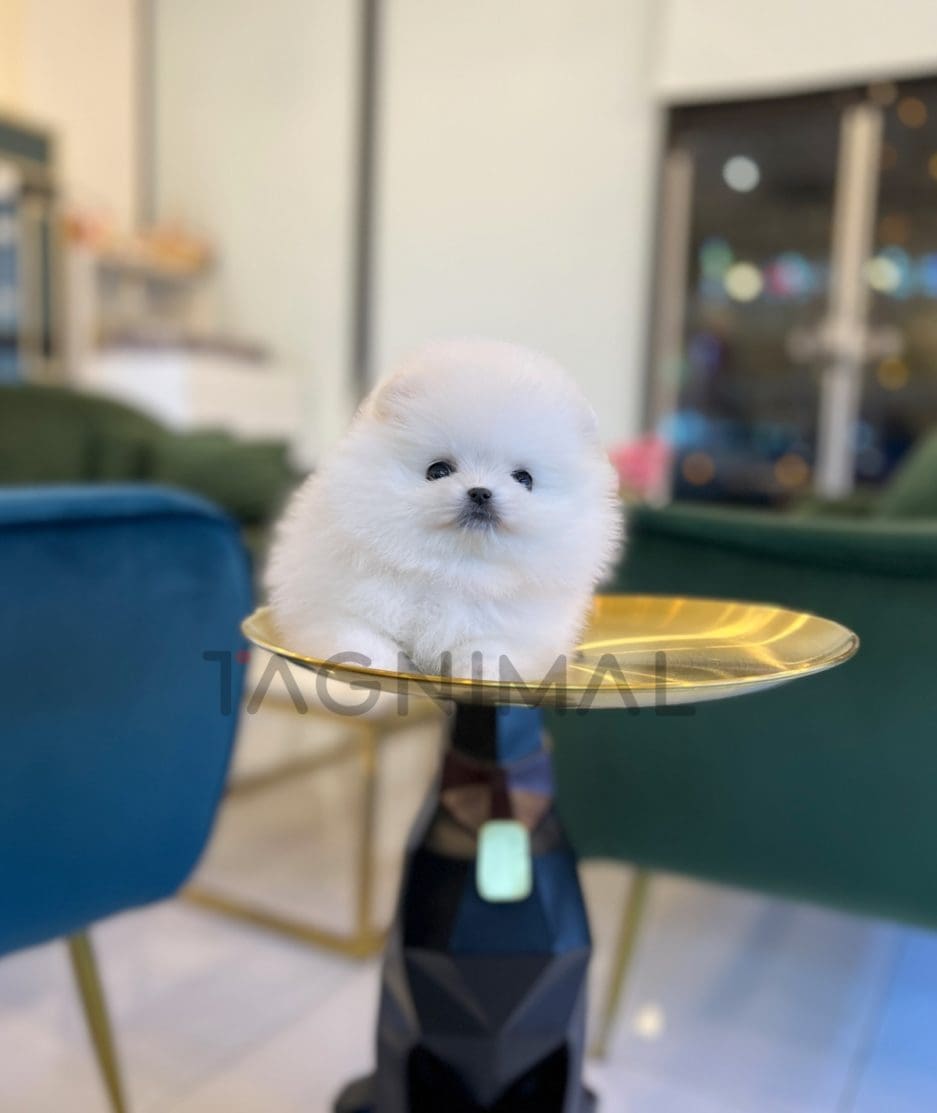 Pomeranian puppy for sale, dog for sale at Tagnimal