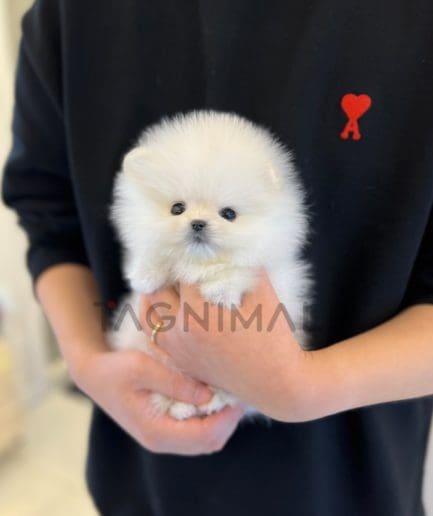 Pomeranian puppy for sale, dog for sale at Tagnimal