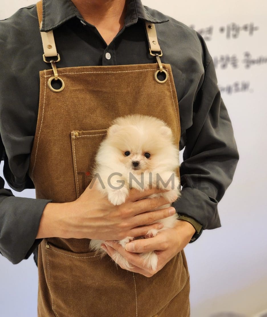 Pomeranian puppy for sale, dog for sale at Tagnimal