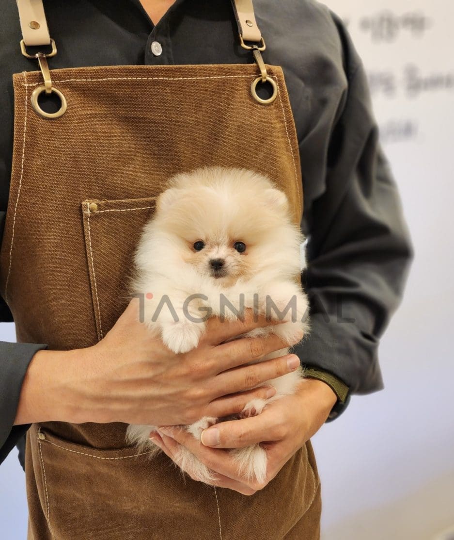 Pomeranian puppy for sale, dog for sale at Tagnimal