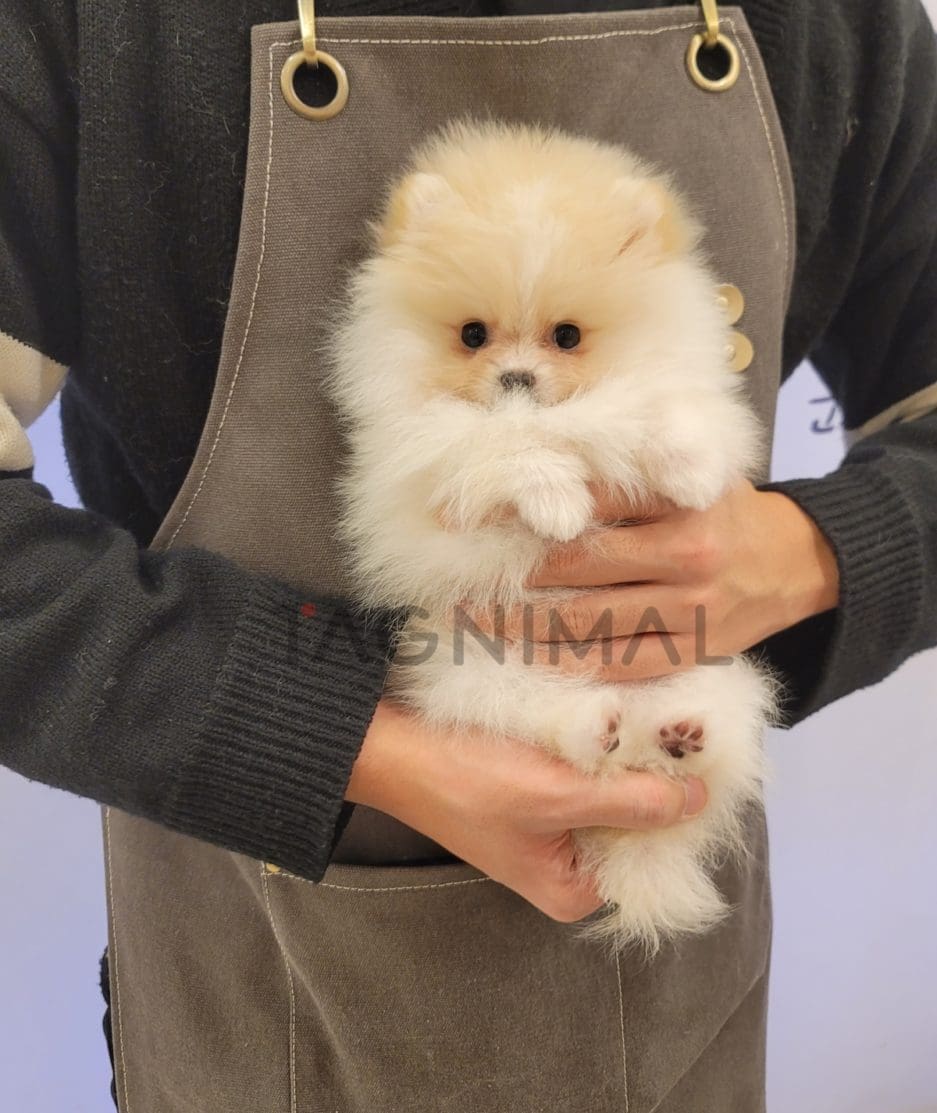 Pomeranian puppy for sale, dog for sale at Tagnimal