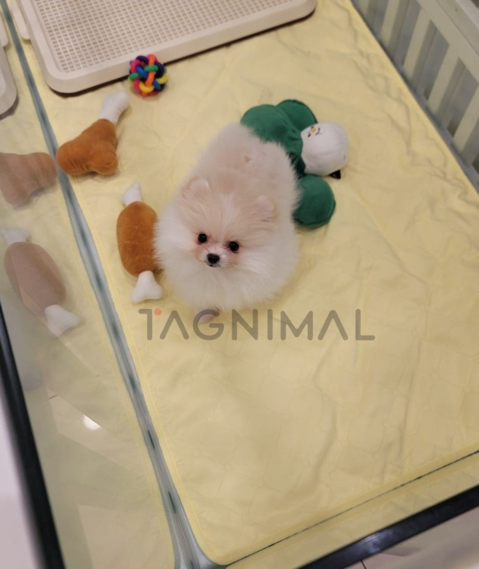 Pomeranian puppy for sale, dog for sale at Tagnimal