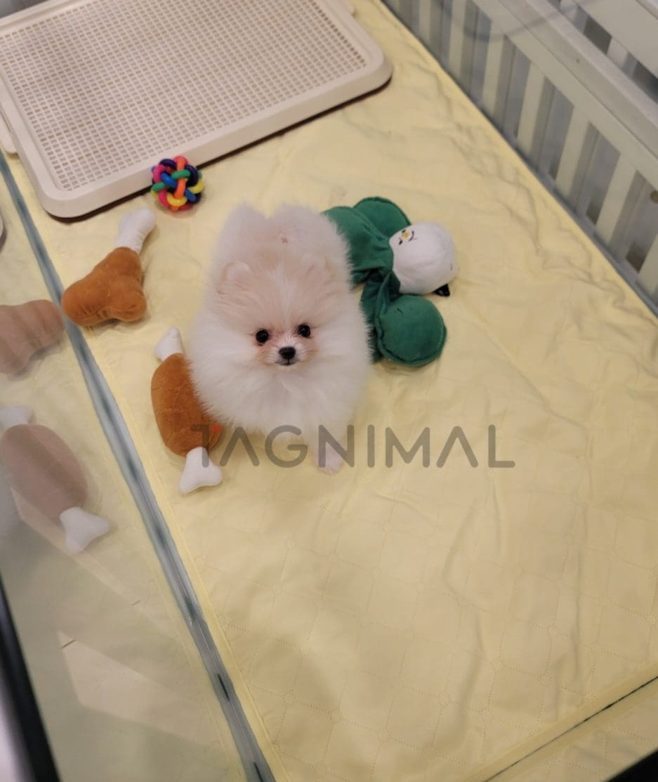 Pomeranian puppy for sale, dog for sale at Tagnimal