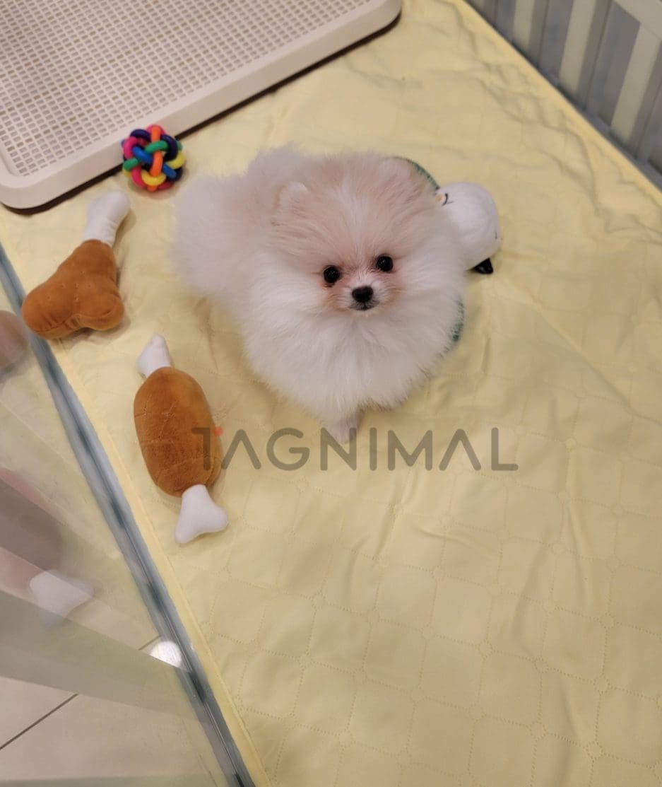 Pomeranian puppy for sale, dog for sale at Tagnimal