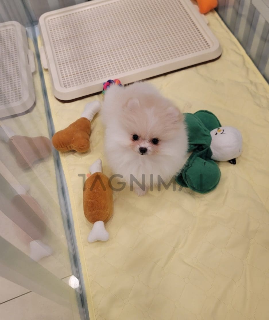 Pomeranian puppy for sale, dog for sale at Tagnimal