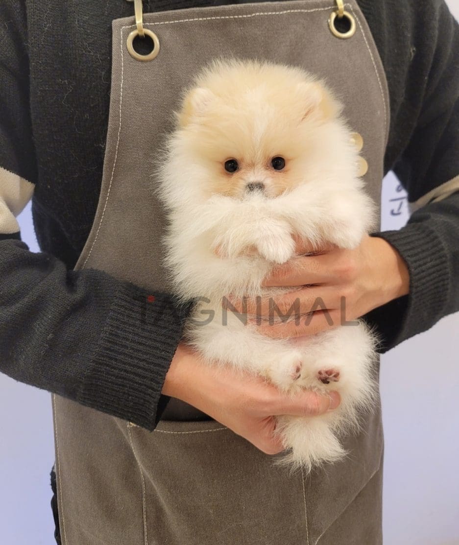 Pomeranian puppy for sale, dog for sale at Tagnimal