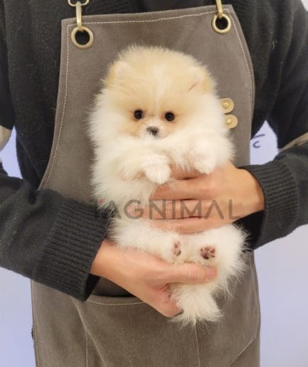 Pomeranian puppy for sale, dog for sale at Tagnimal