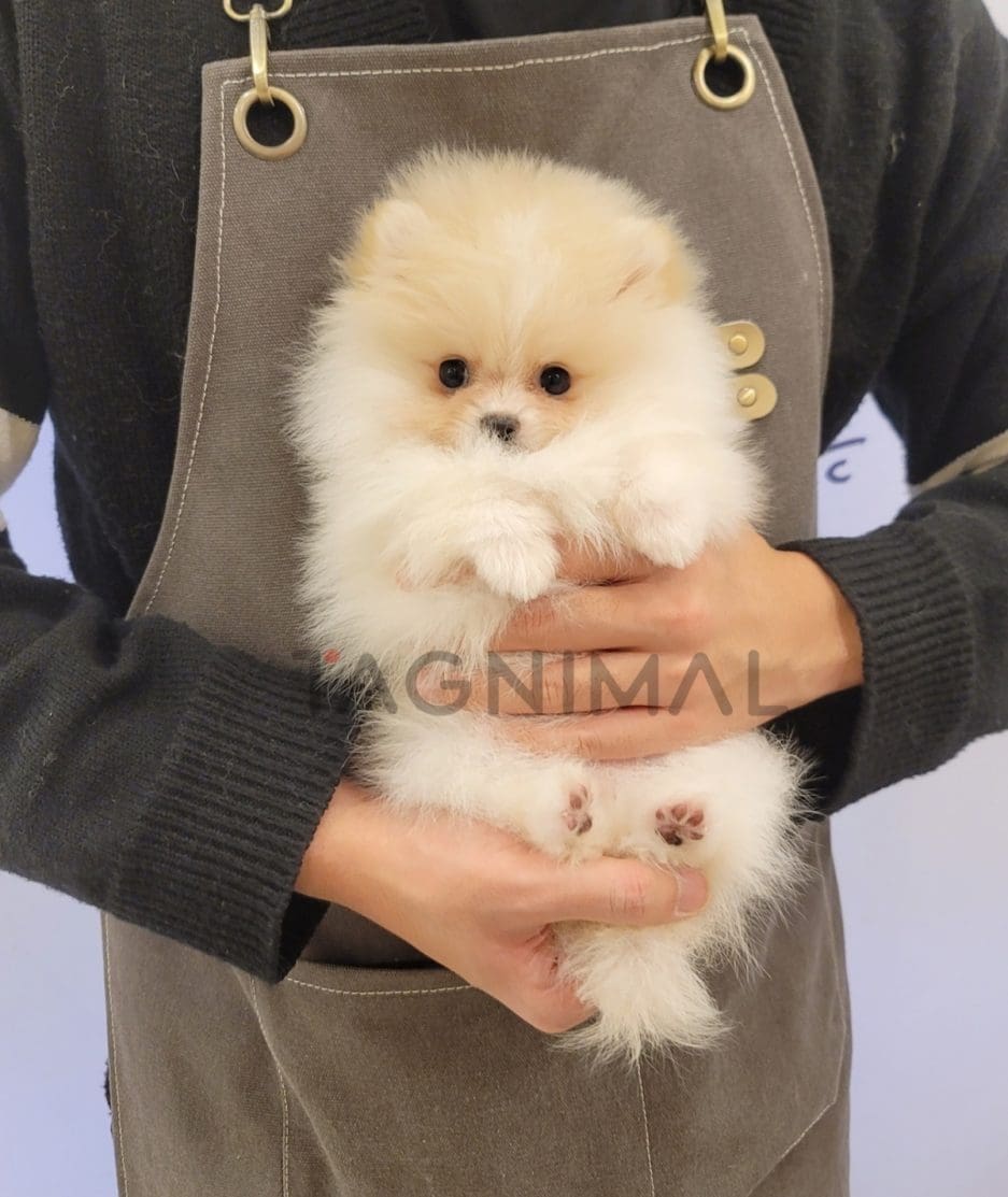 Pomeranian puppy for sale, dog for sale at Tagnimal