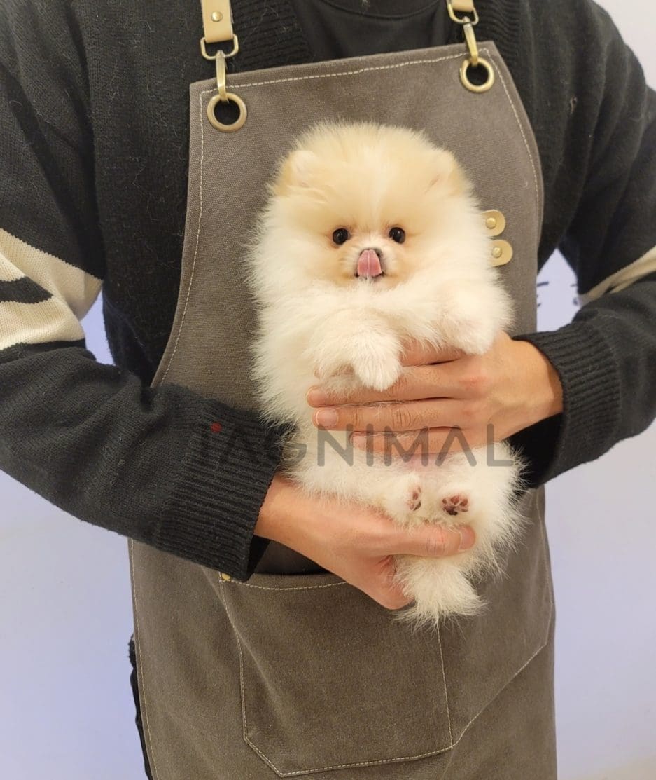 Pomeranian puppy for sale, dog for sale at Tagnimal