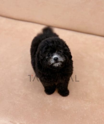 Poodle puppy for sale, dog for sale at Tagnimal