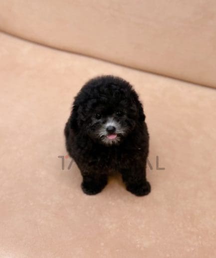 Poodle puppy for sale, dog for sale at Tagnimal