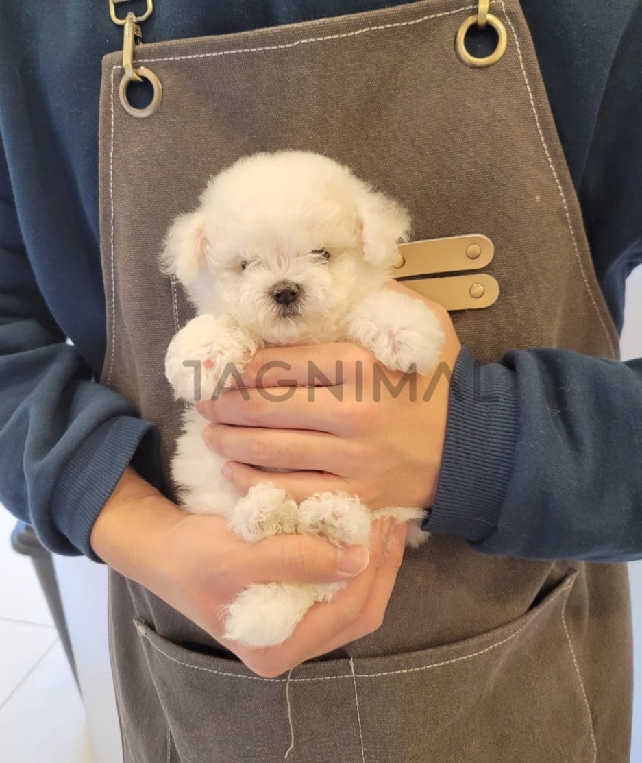 Bichon puppy for sale, dog for sale at Tagnimal