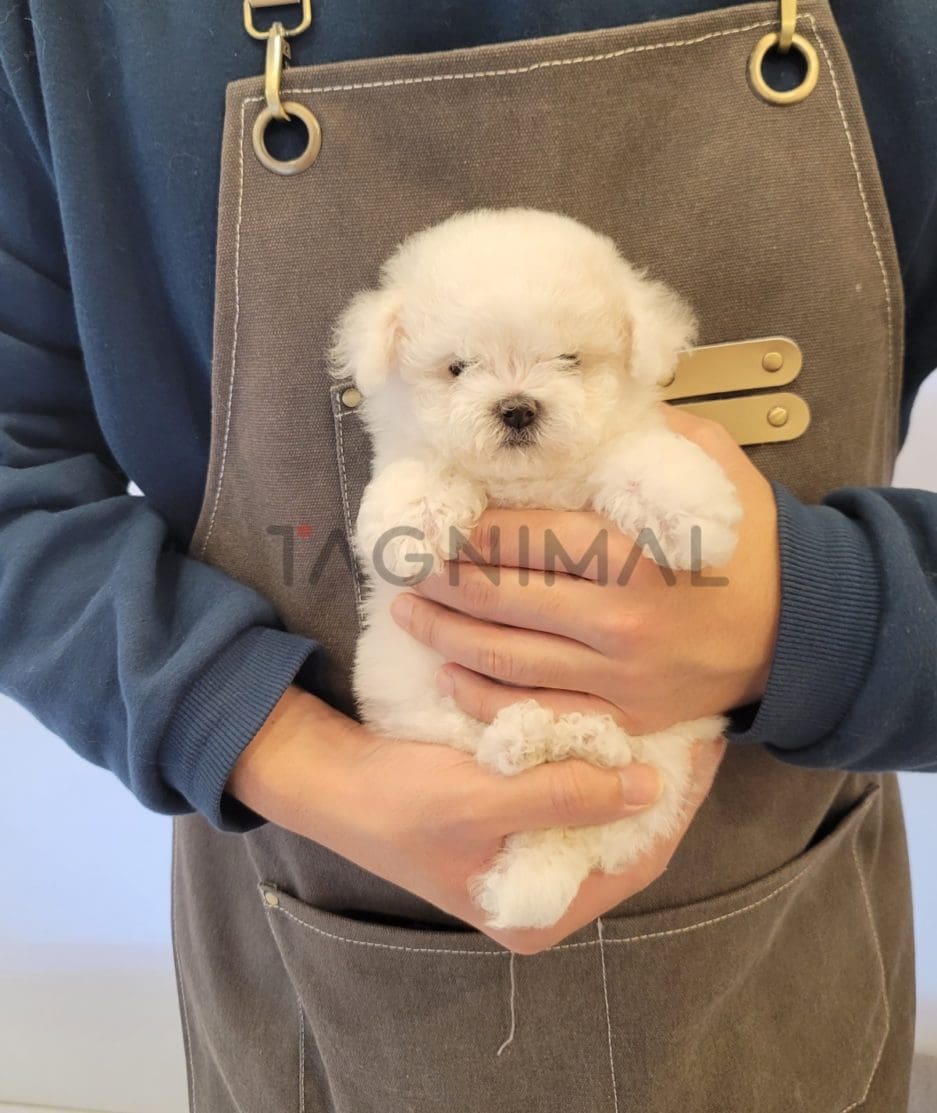 Bichon puppy for sale, dog for sale at Tagnimal