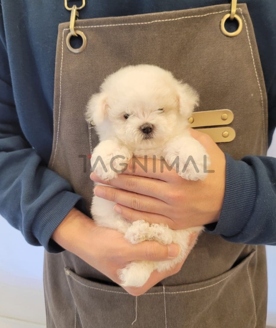 Bichon puppy for sale, dog for sale at Tagnimal