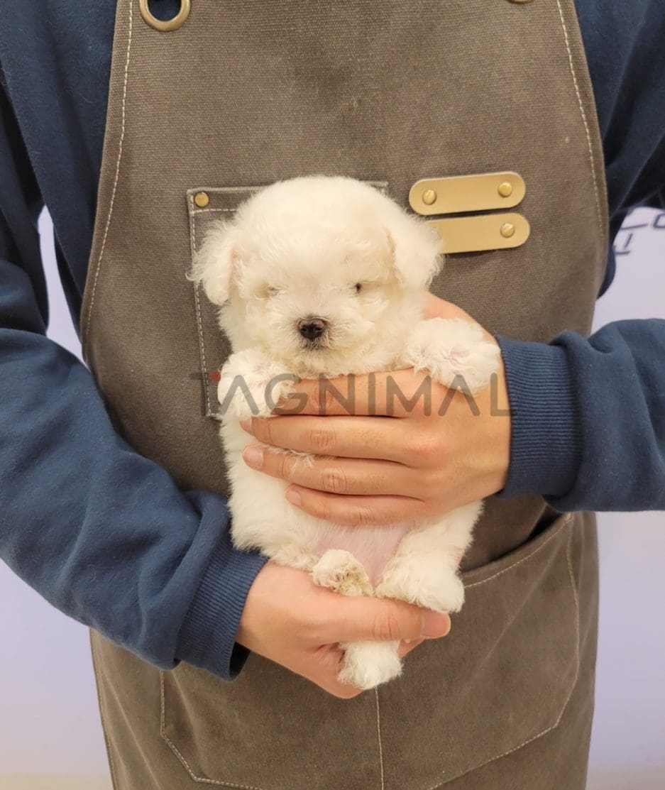 Bichon puppy for sale, dog for sale at Tagnimal