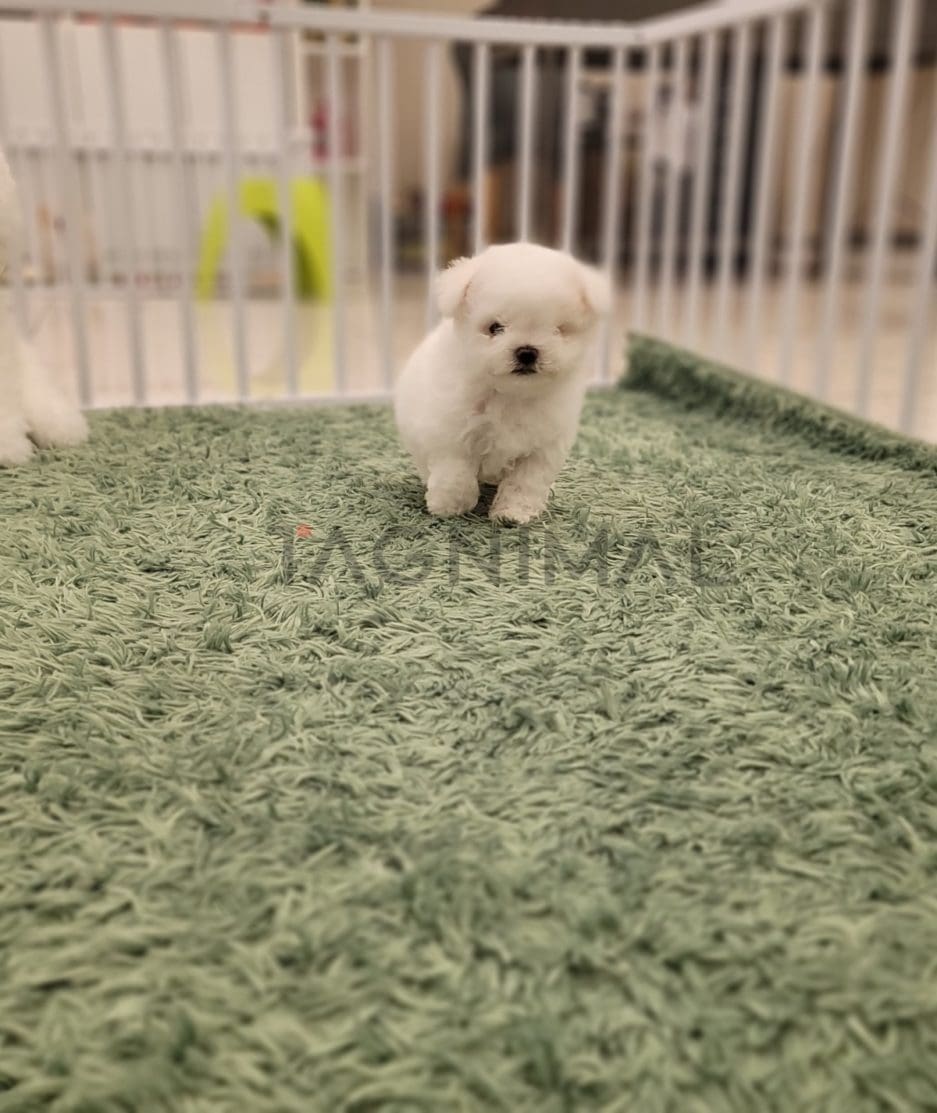 Bichon puppy for sale, dog for sale at Tagnimal