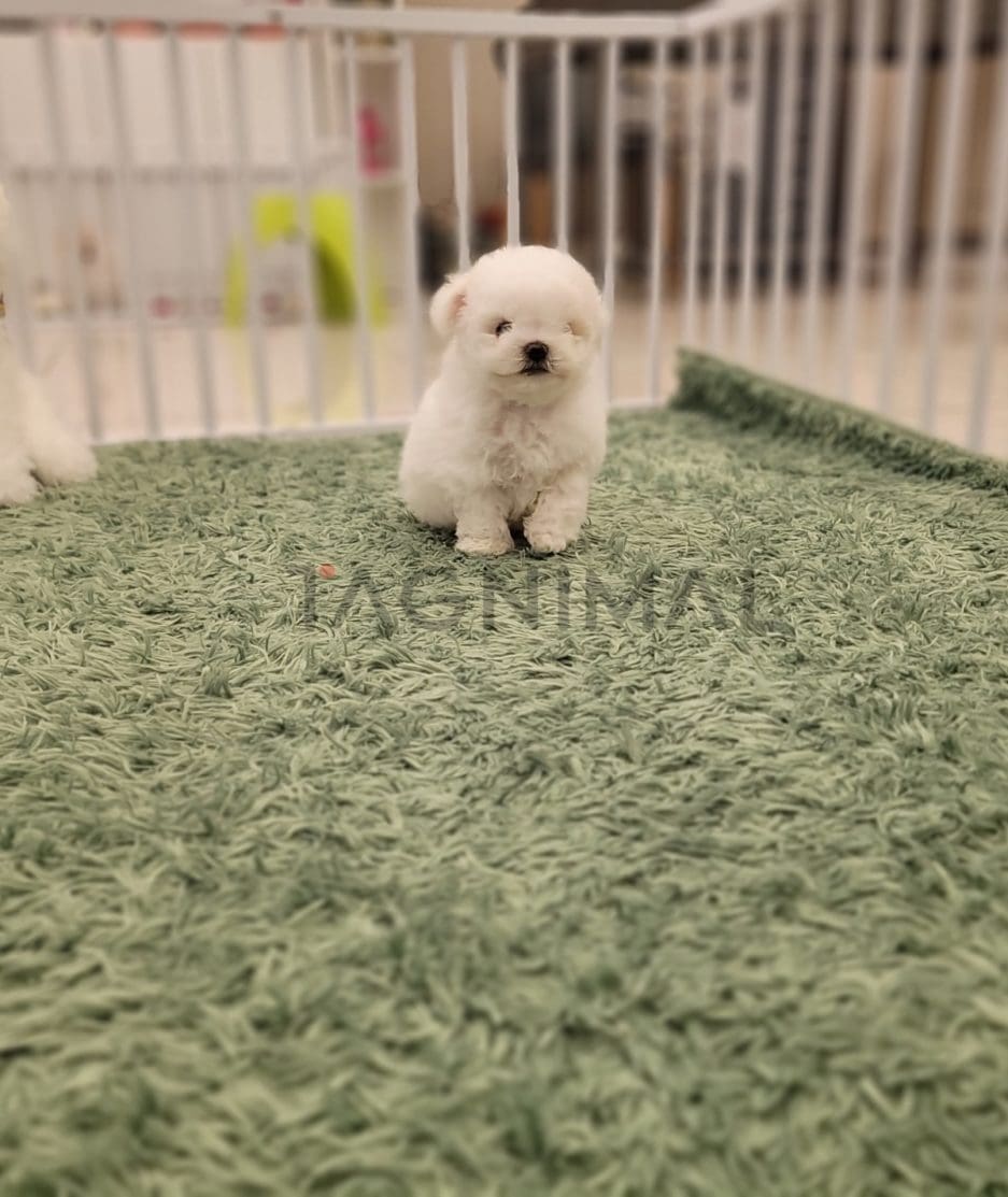 Bichon puppy for sale, dog for sale at Tagnimal