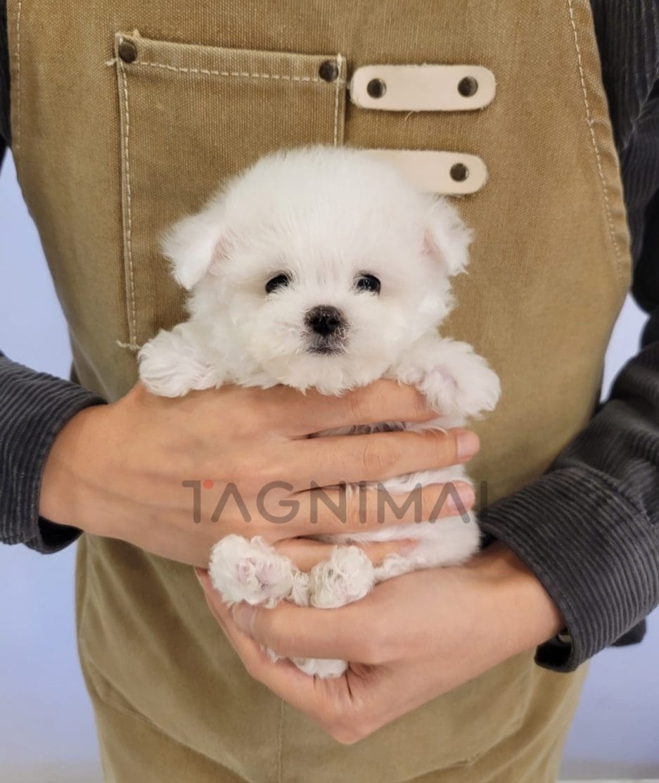 Bichon puppy for sale, dog for sale at Tagnimal