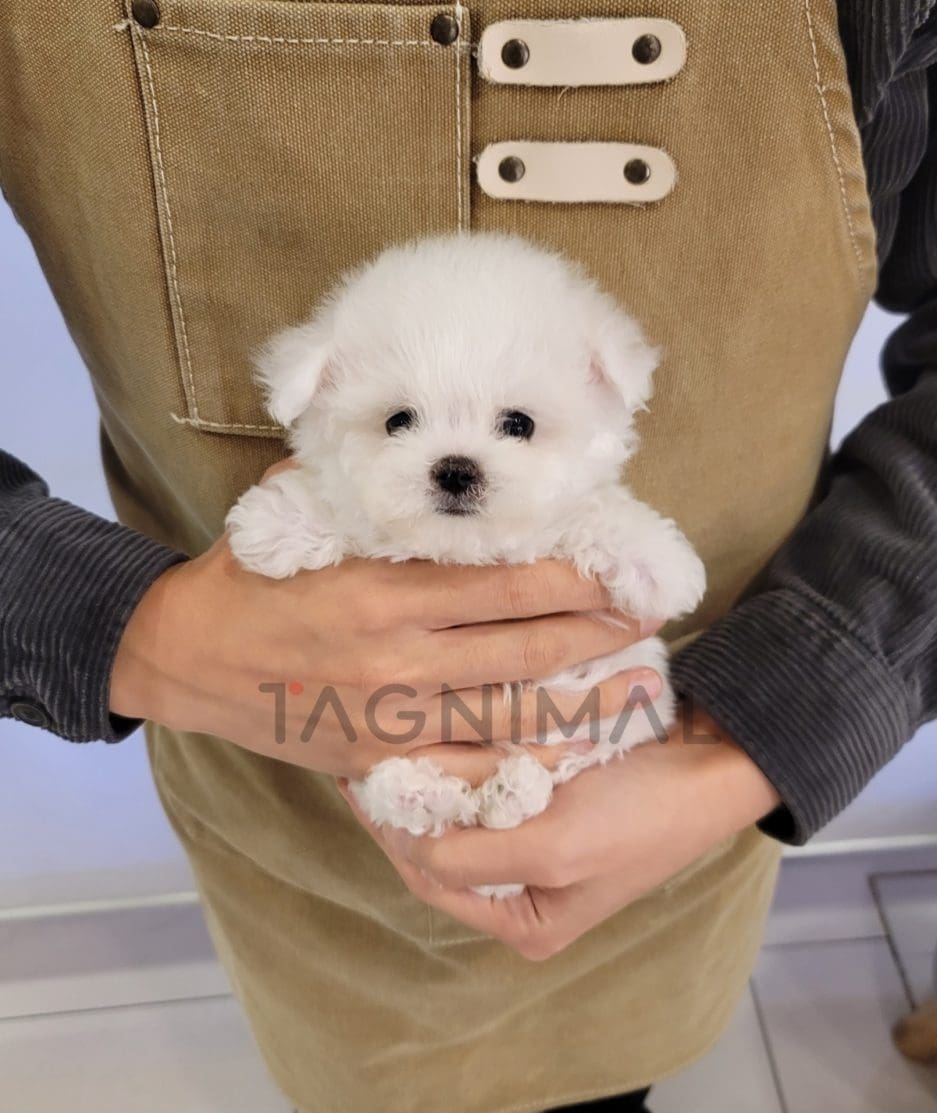 Bichon puppy for sale, dog for sale at Tagnimal