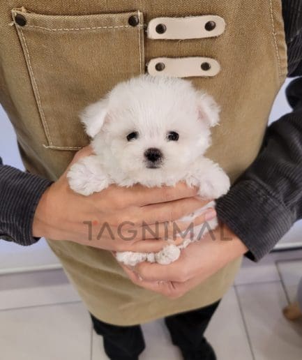 Bichon puppy for sale, dog for sale at Tagnimal