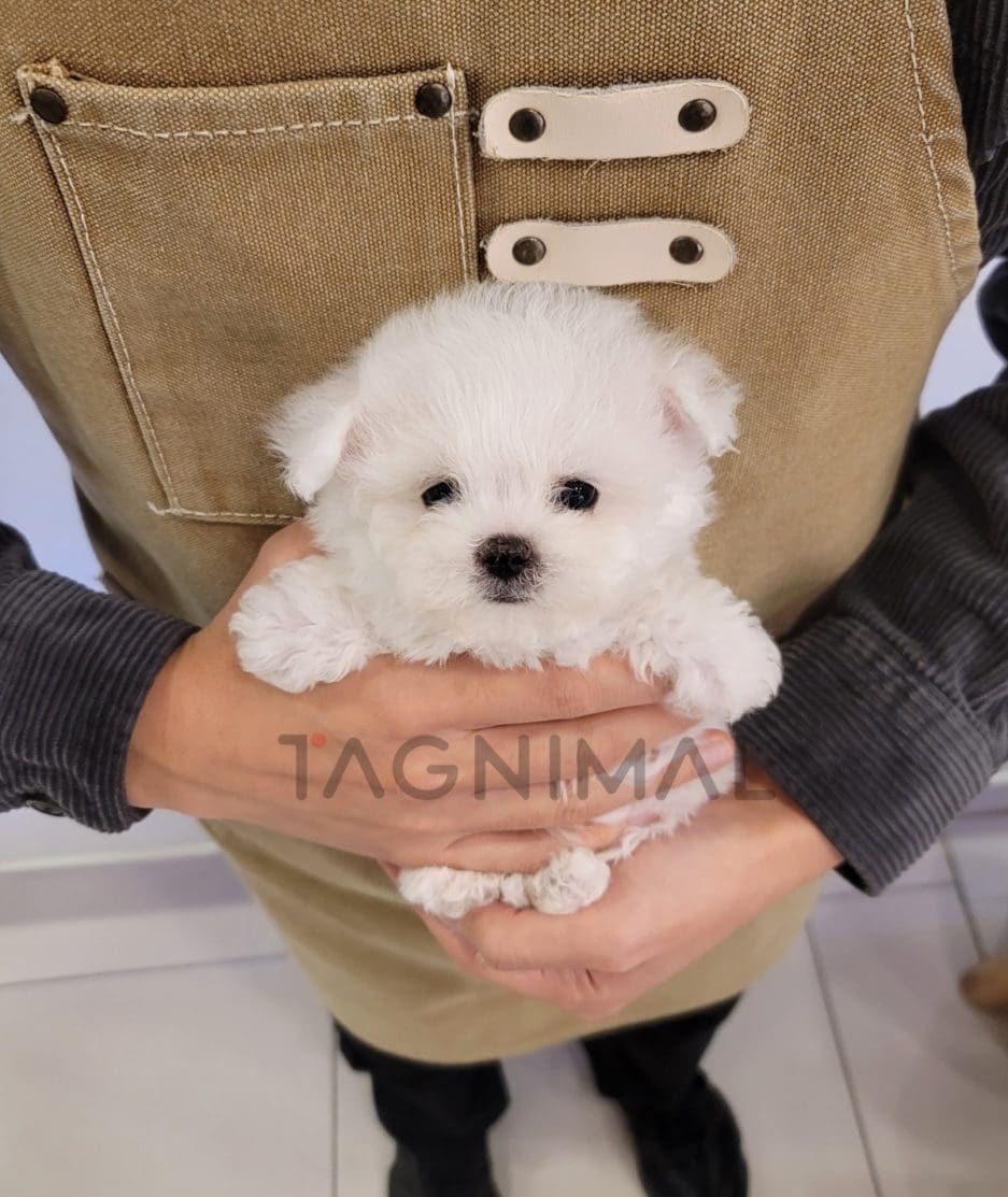 Bichon puppy for sale, dog for sale at Tagnimal