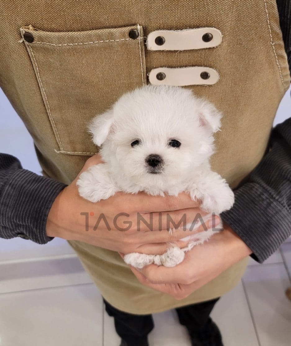 Bichon puppy for sale, dog for sale at Tagnimal